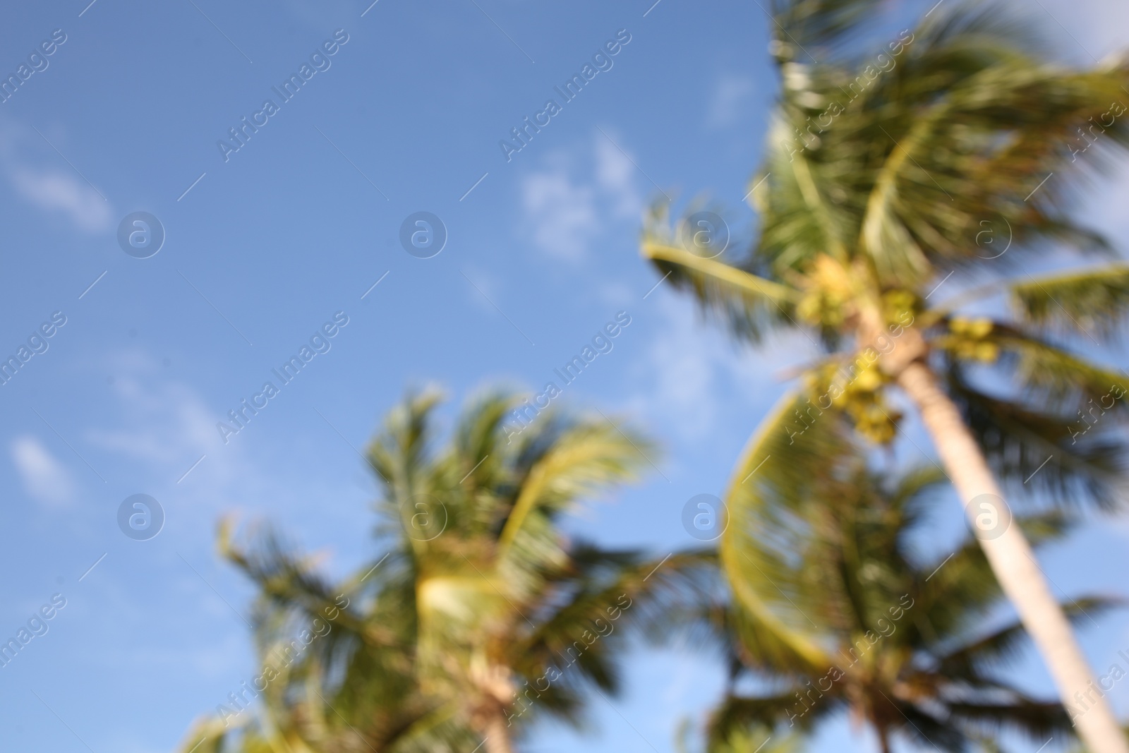 Photo of Blurred view of beautiful palm trees on sunny day