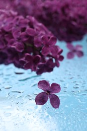 Beautiful wet lilac flowers on light blue glass surface, closeup