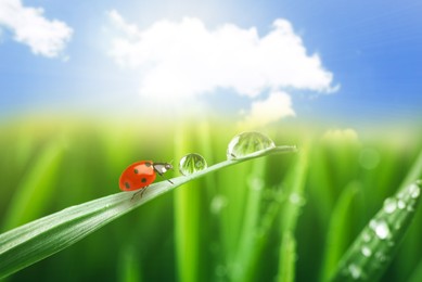 Tiny ladybug and water drops on grass outdoors, closeup