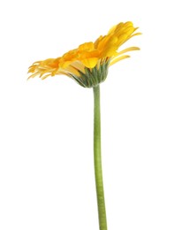 Photo of Beautiful yellow gerbera flower isolated on white