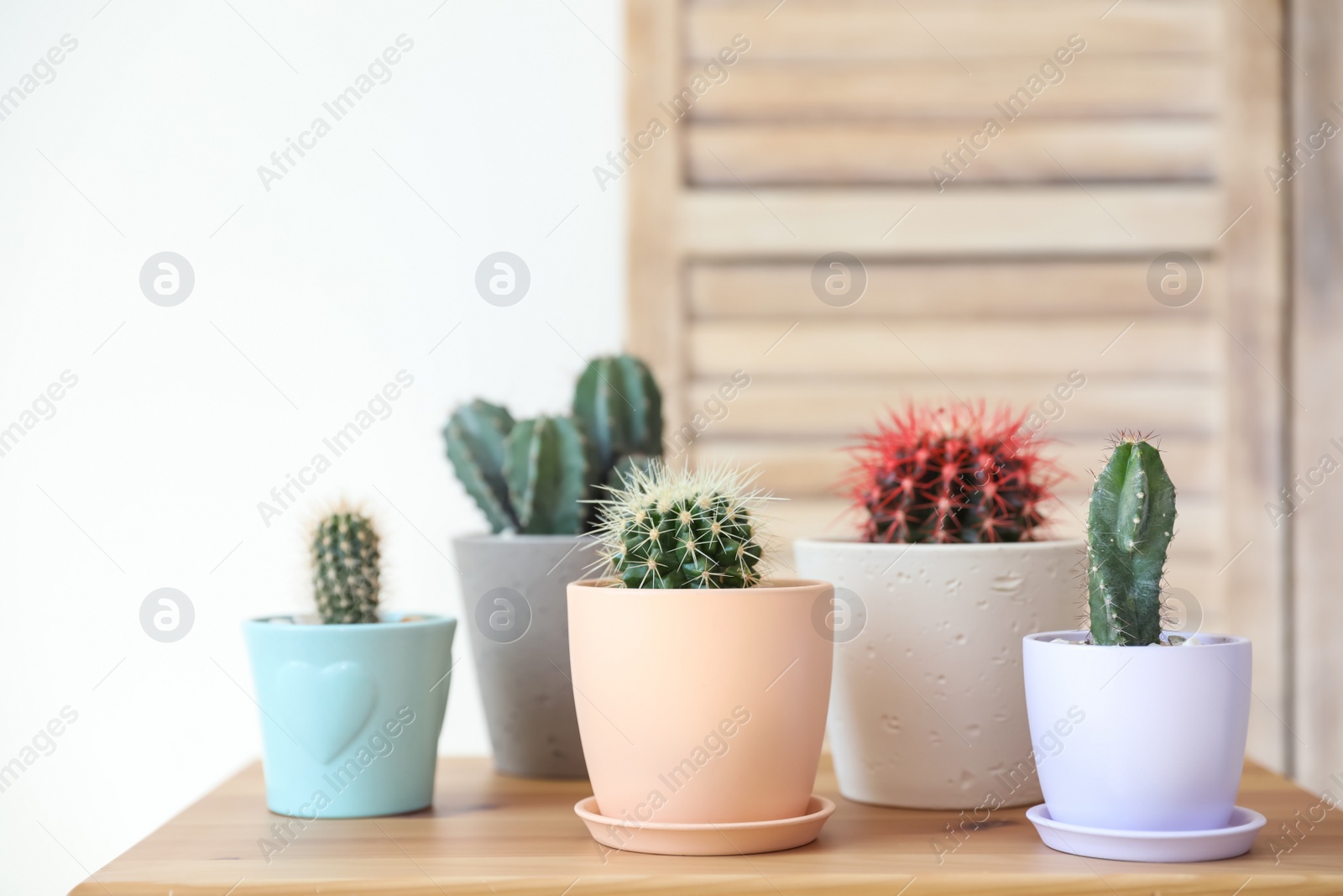 Photo of Beautiful different cacti in pots on table