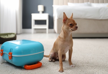 Cute Chihuahua dog near blue suitcase in room. Pet friendly hotel