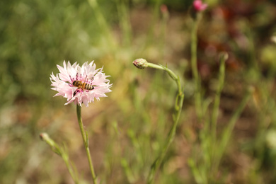 Photo of Beautiful pink cornflower with bee outdoors, closeup