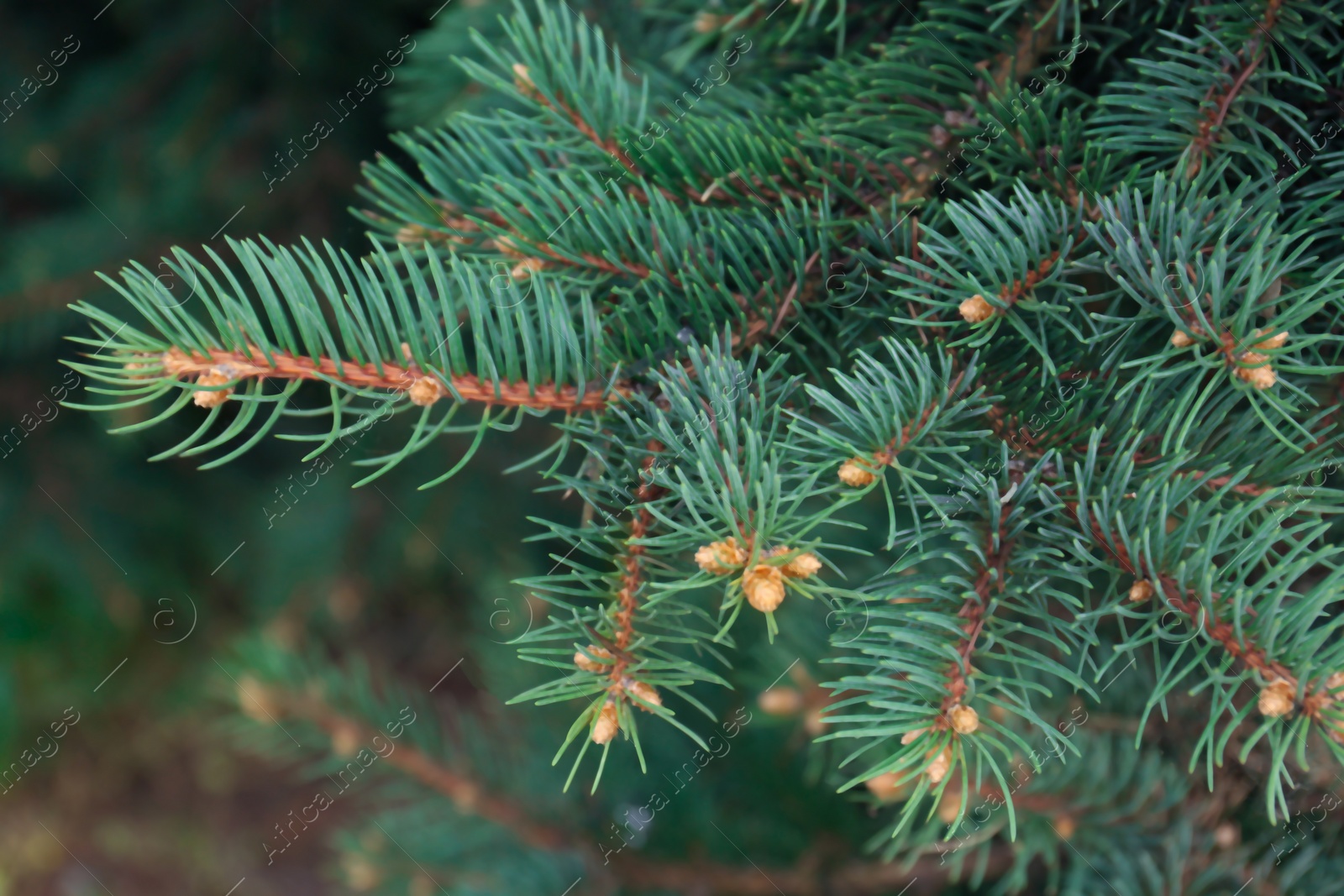 Photo of Beautiful branches of coniferous tree, closeup view