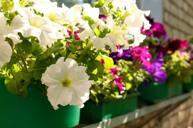 Photo of Beautiful blooming petunias in flowerpots outdoors on sunny day, closeup. Space for text