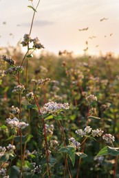 Many beautiful buckwheat flowers growing in field