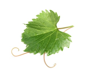 Fresh green grape leaf on white background