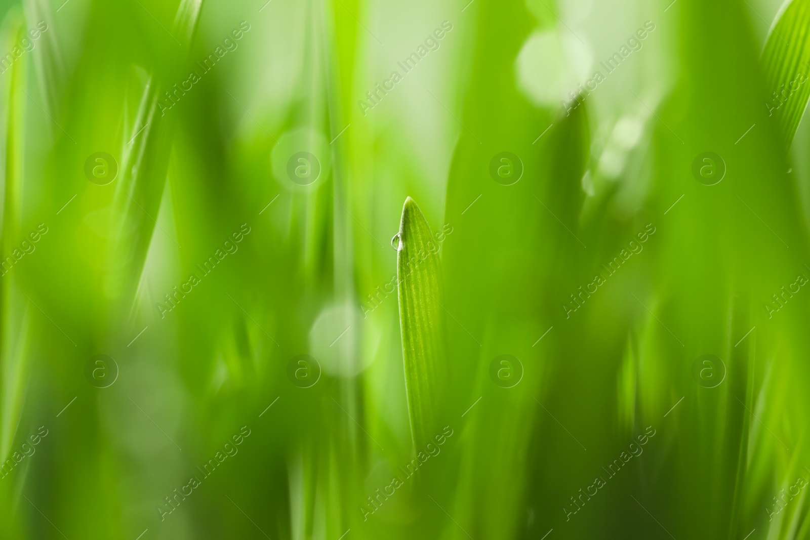 Photo of Water drop on grass blade against blurred background, closeup