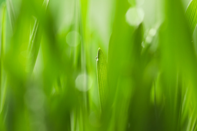 Photo of Water drop on grass blade against blurred background, closeup