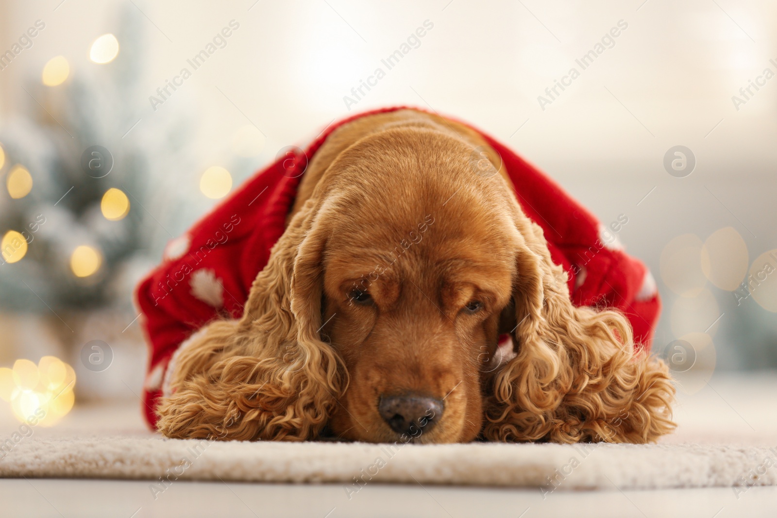 Photo of Adorable Cocker Spaniel in Christmas sweater on blurred background, closeup