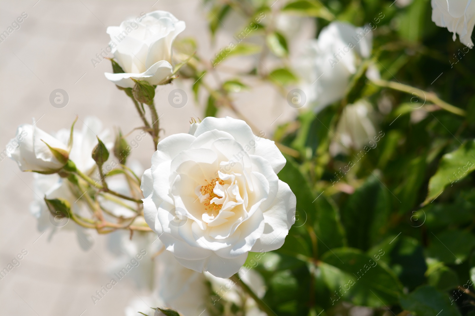 Photo of Beautiful blooming rose bush outdoors, closeup view