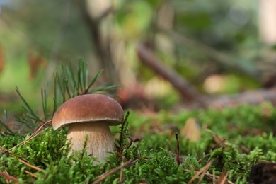 Photo of Porcini mushroom growing in forest. Space for text