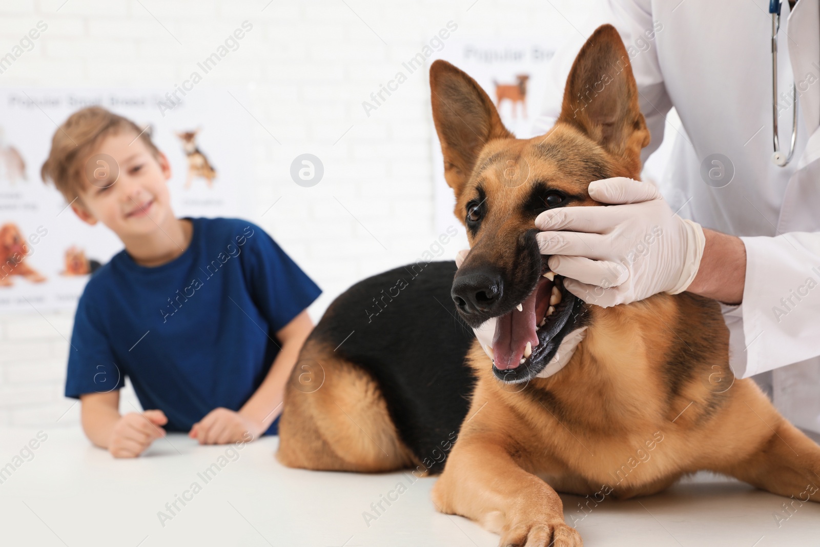 Photo of Boy with his pet visiting veterinarian in clinic. Doc examining dog's teeth