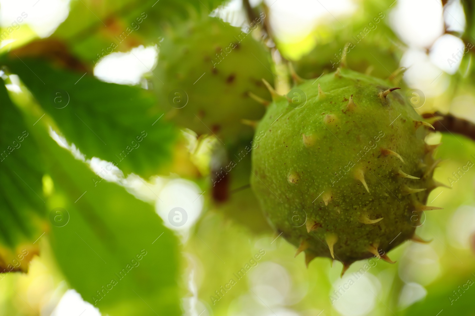 Photo of Horse chestnuts growing on tree outdoors, closeup