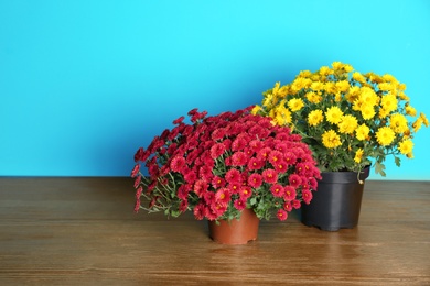 Photo of Beautiful potted chrysanthemum flowers on table against color background. Space for text