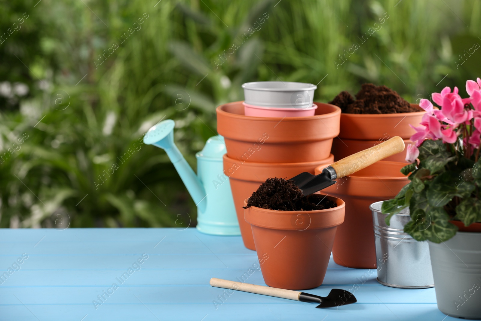 Photo of Pots, gardening tools, soil and beautiful flower on light blue wooden table outdoors. Space for text