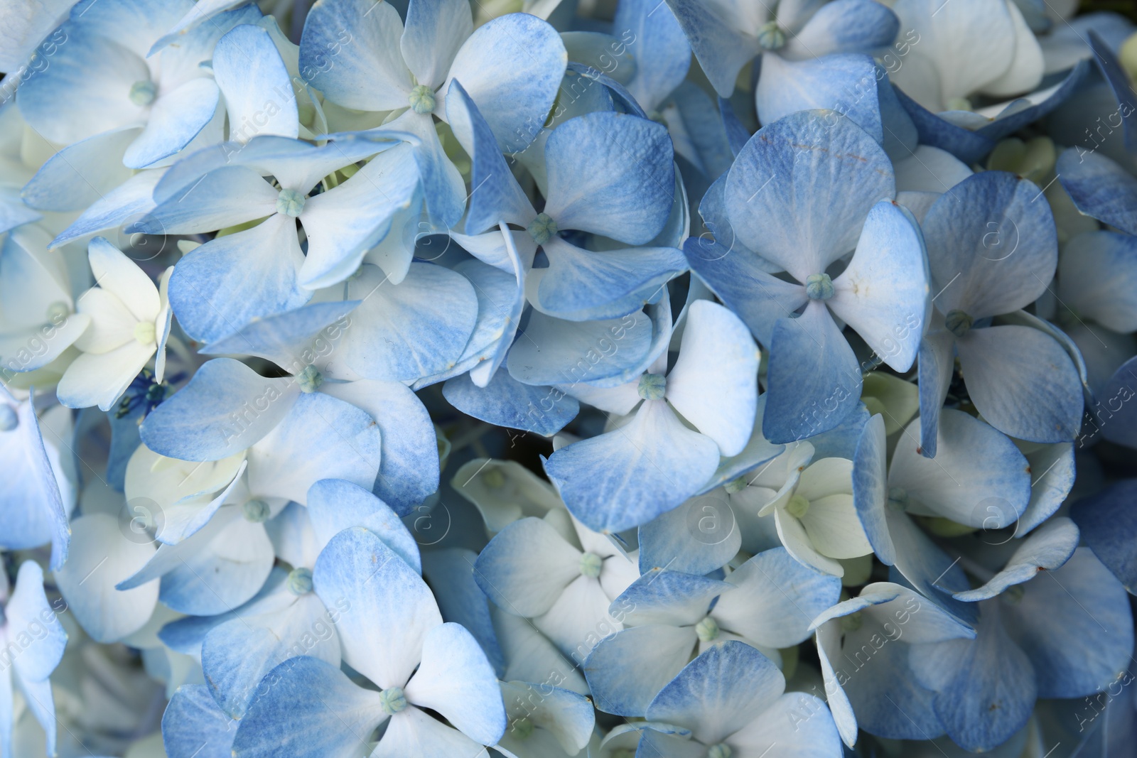 Photo of Beautiful light blue hydrangea flowers as background, top view