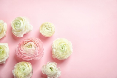 Photo of Beautiful ranunculus flowers on color background