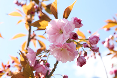 Photo of Closeup view of sakura tree with beautiful blossom outdoors. Japanese cherry