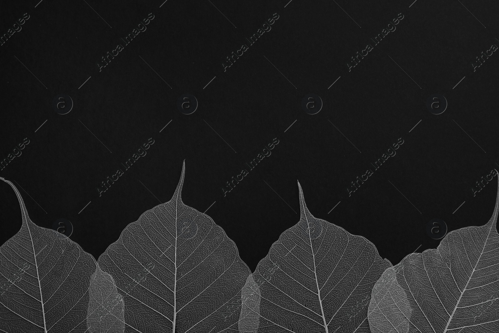 Photo of Beautiful decorative skeleton leaves and space for text on black background, flat lay