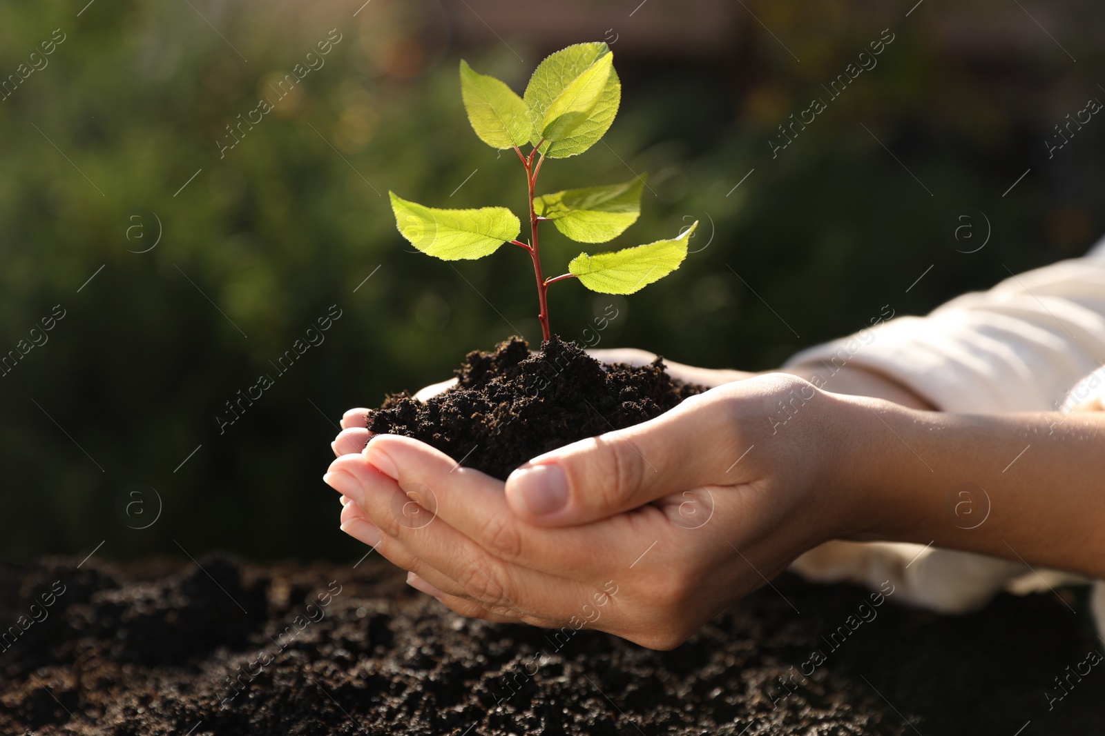 Photo of Woman planting young tree in garden, closeup