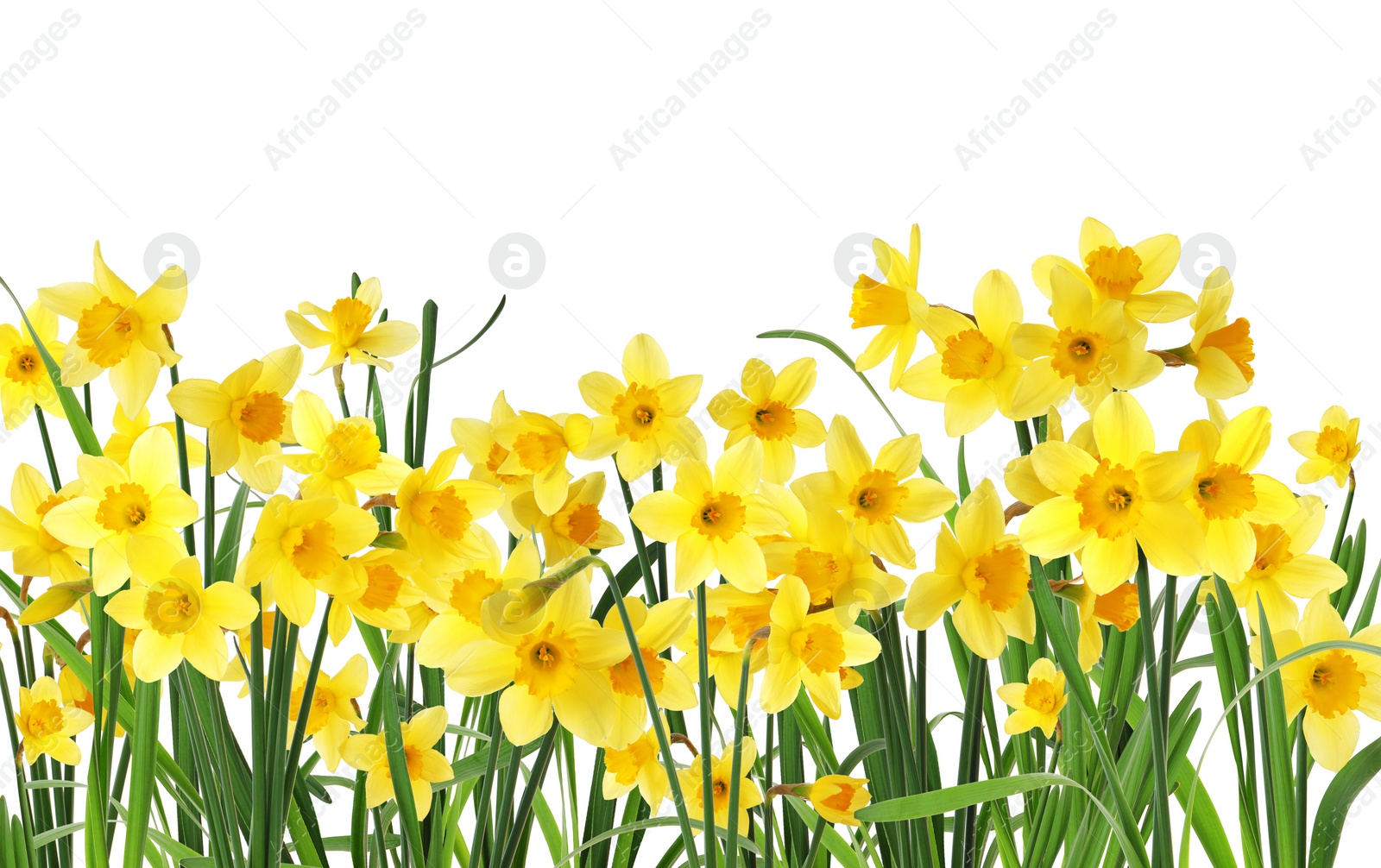 Image of Many beautiful yellow daffodils on white background