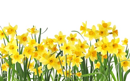 Image of Many beautiful yellow daffodils on white background