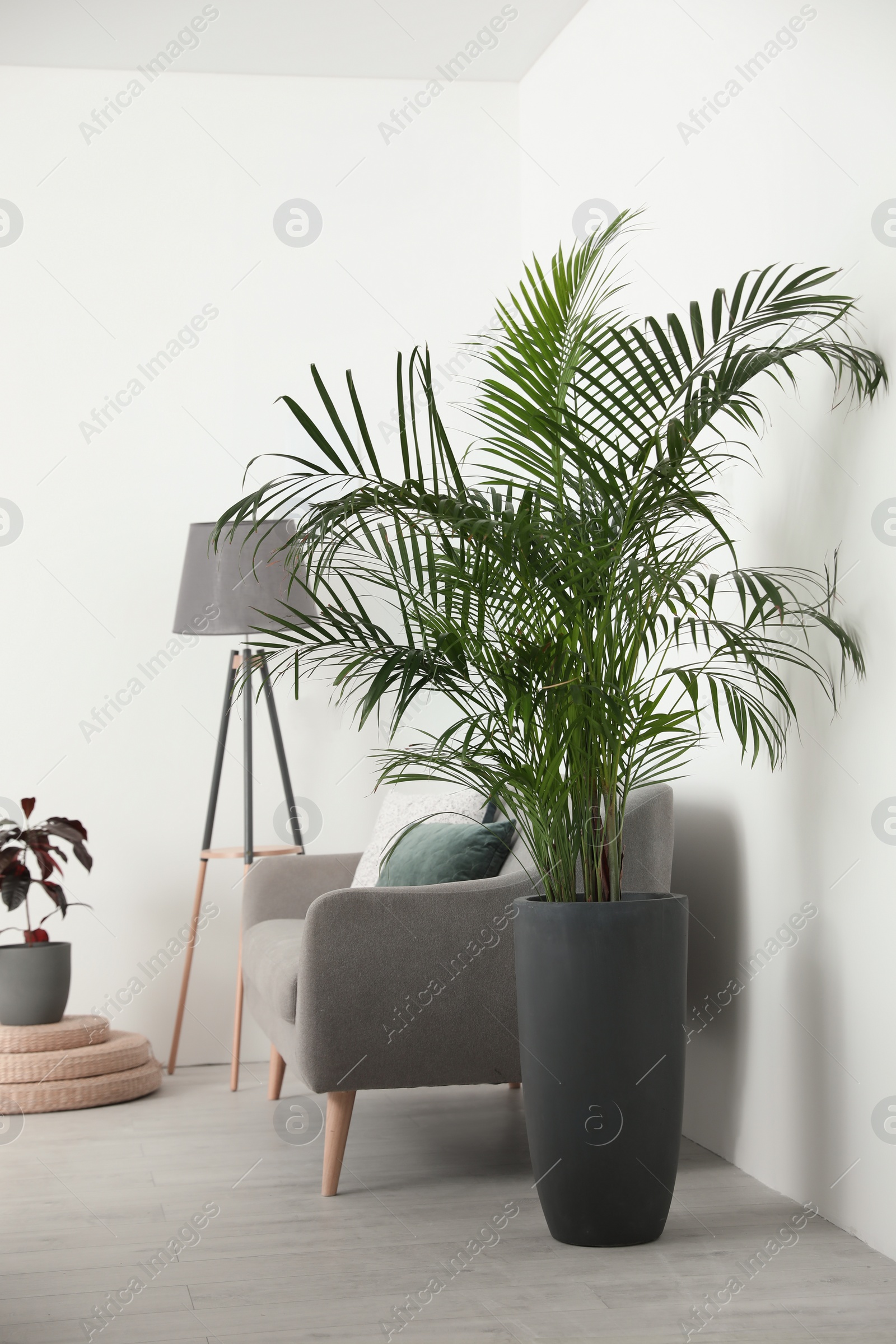 Photo of Beautiful potted palm in modern living room