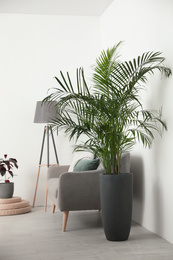 Photo of Beautiful potted palm in modern living room