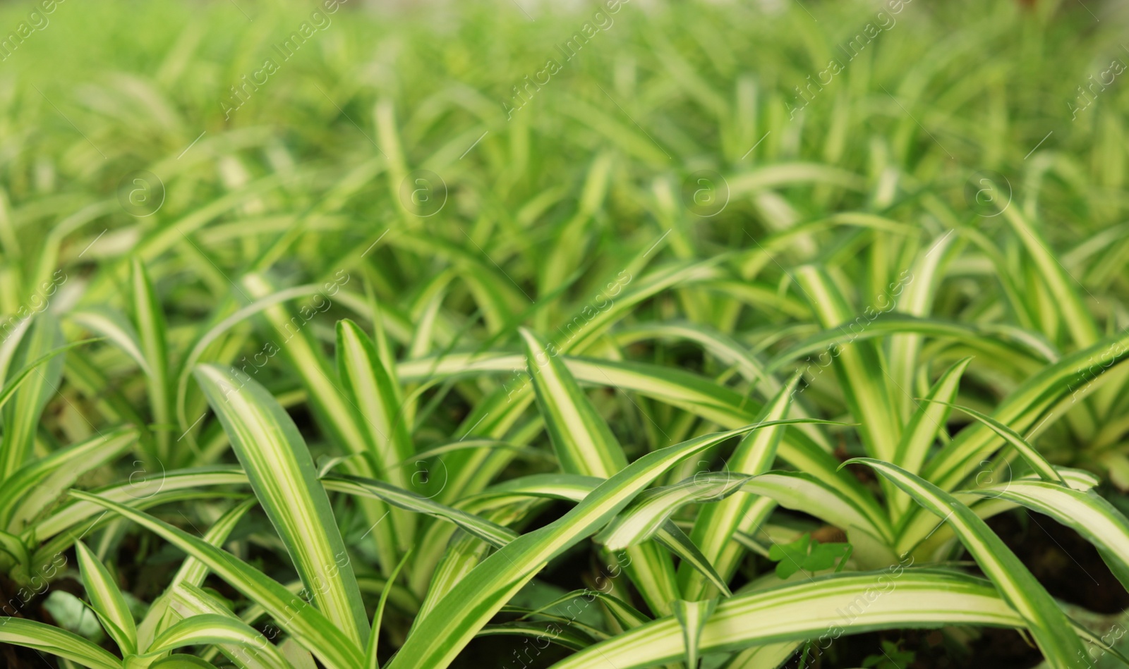 Photo of Many fresh growing seedlings in greenhouse, closeup. Home gardening