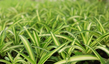 Many fresh growing seedlings in greenhouse, closeup. Home gardening