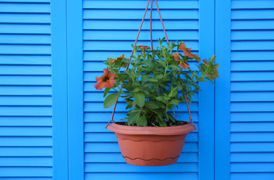 Photo of Beautiful petunia flowers in pot on blue wooden background