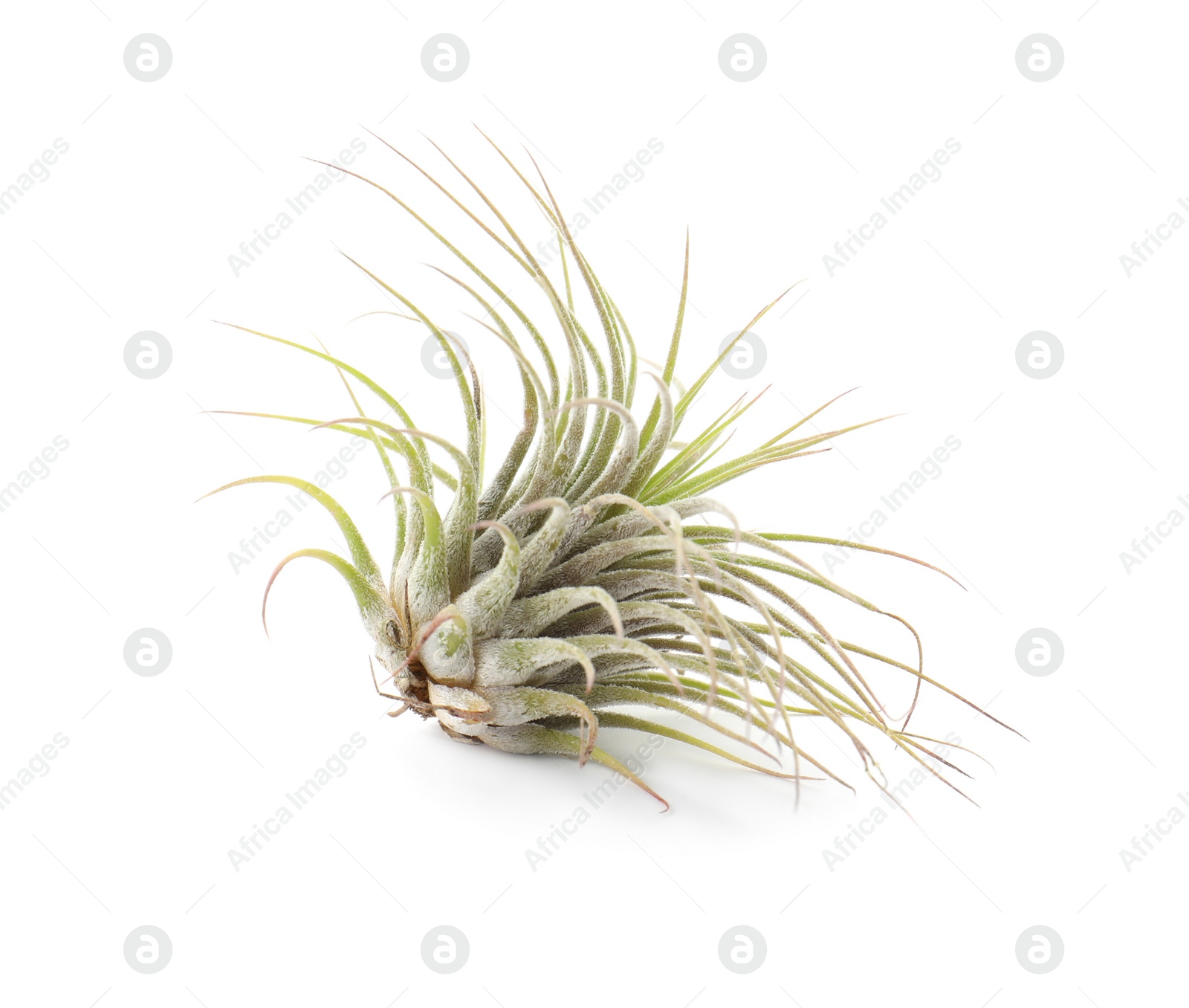 Photo of Beautiful tillandsia isolated on white. Exotic houseplant