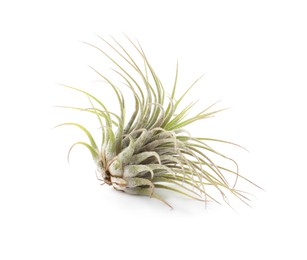 Photo of Beautiful tillandsia isolated on white. Exotic houseplant