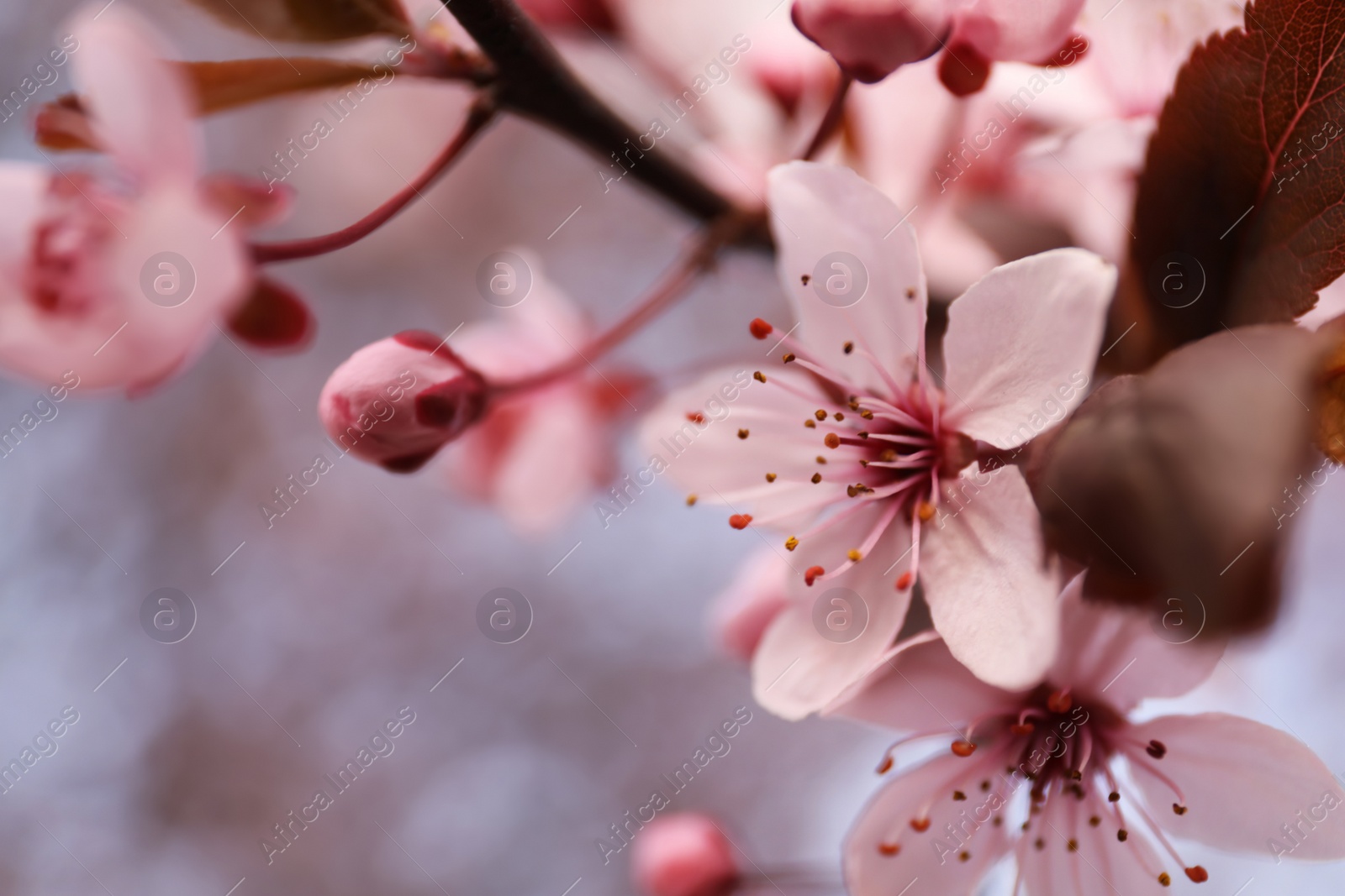 Photo of Closeup view of blossoming tree outdoors on spring day