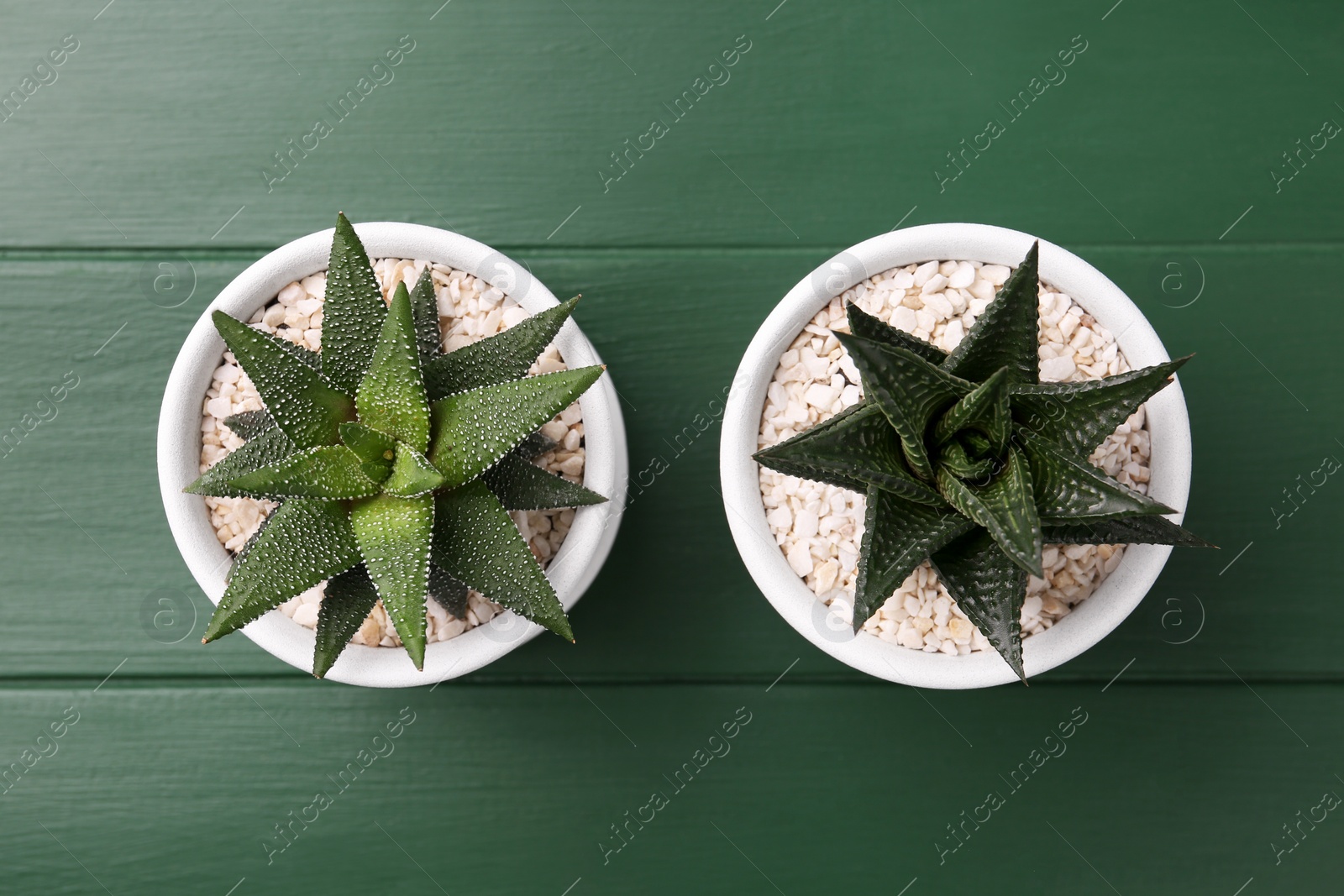 Photo of Succulent plants in pots on green wooden table, flat lay