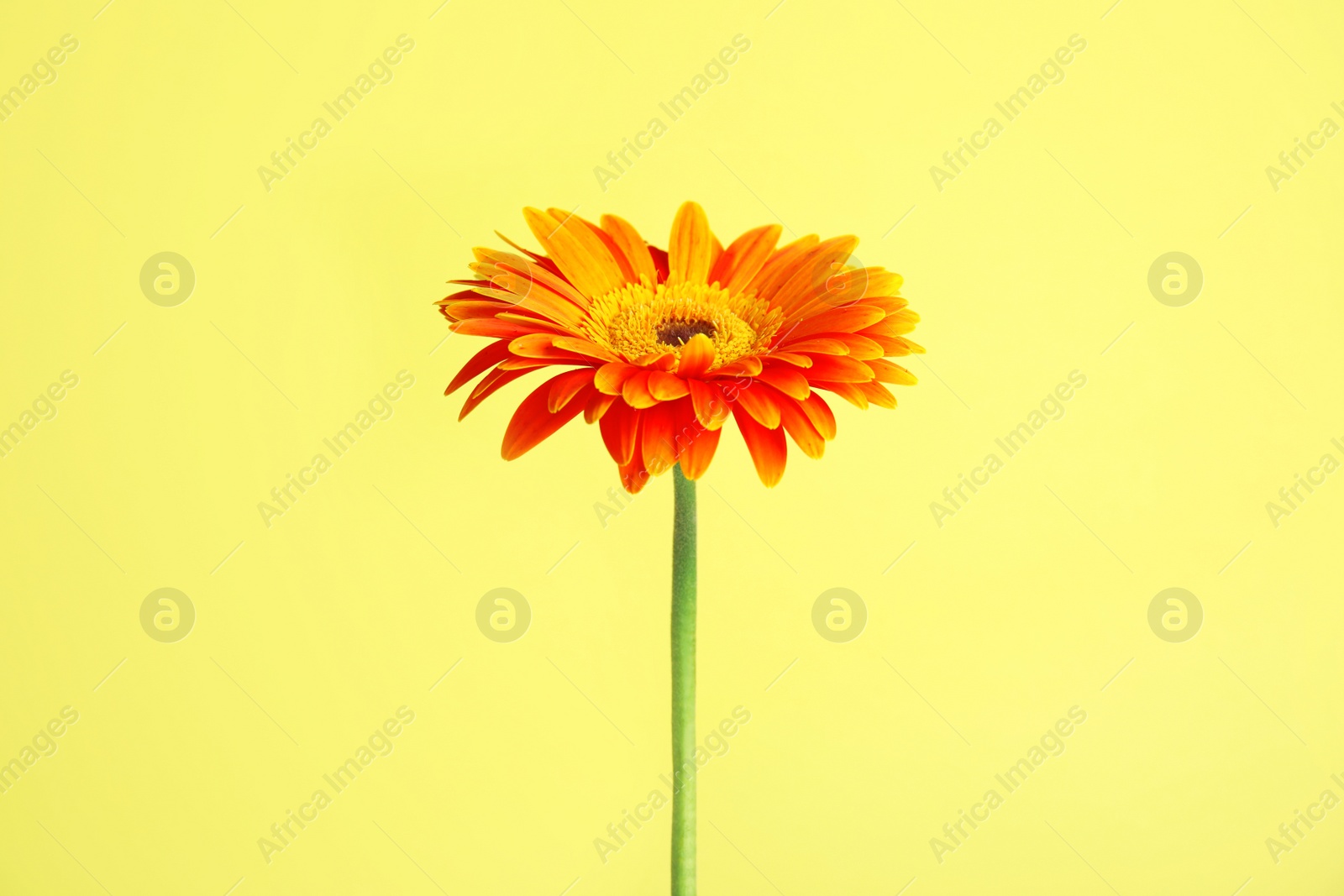 Photo of Beautiful bright gerbera flower on color background