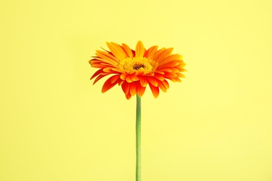 Photo of Beautiful bright gerbera flower on color background