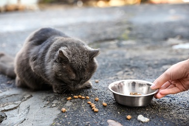 Photo of Woman feeding homeless grey cat outdoors, closeup. Abandoned animal