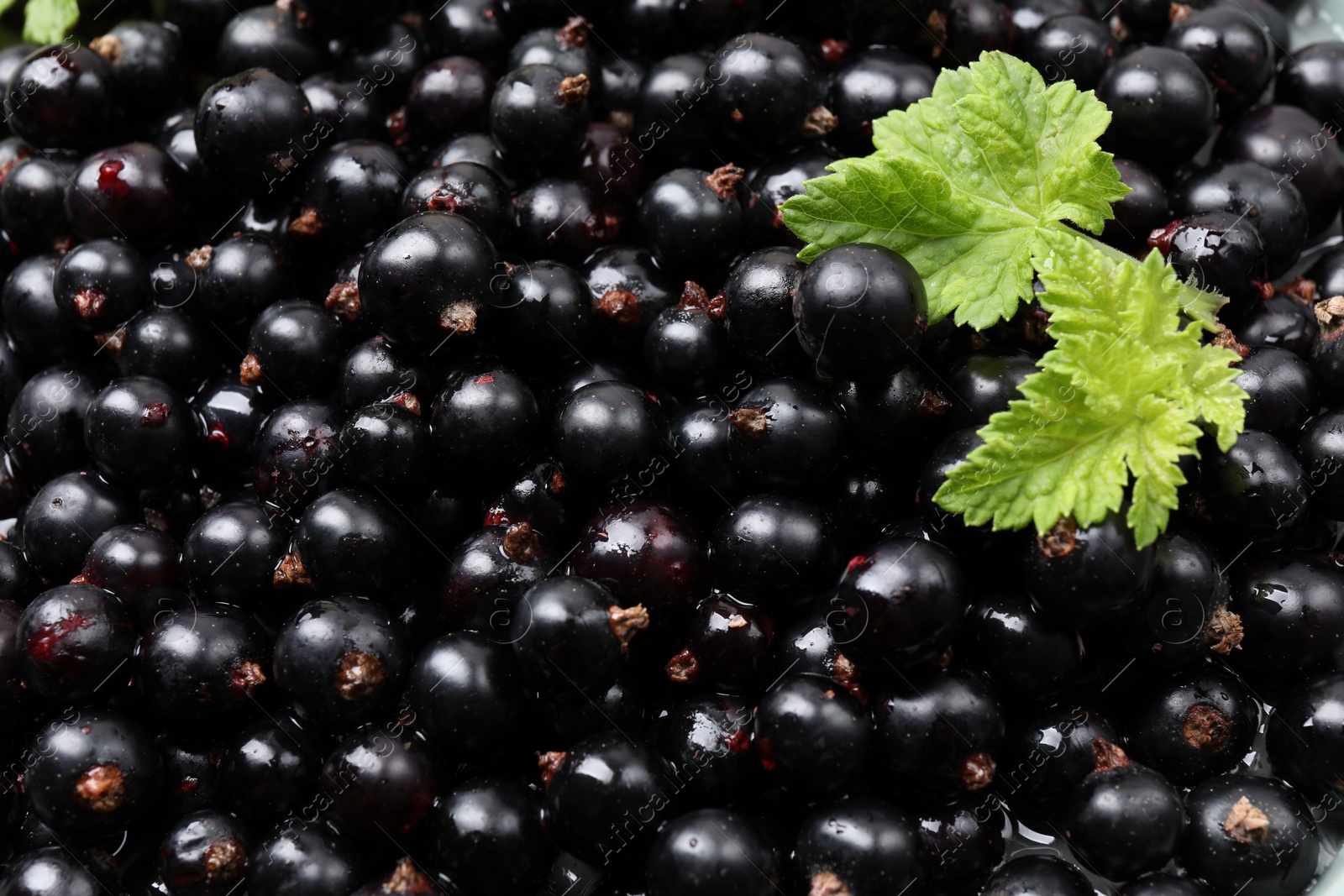 Photo of Many ripe blackcurrants and leaves as background, closeup