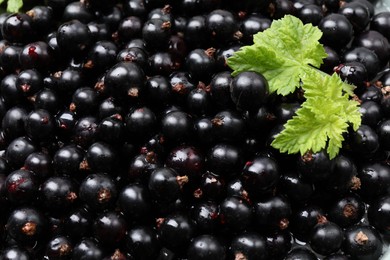 Photo of Many ripe blackcurrants and leaves as background, closeup