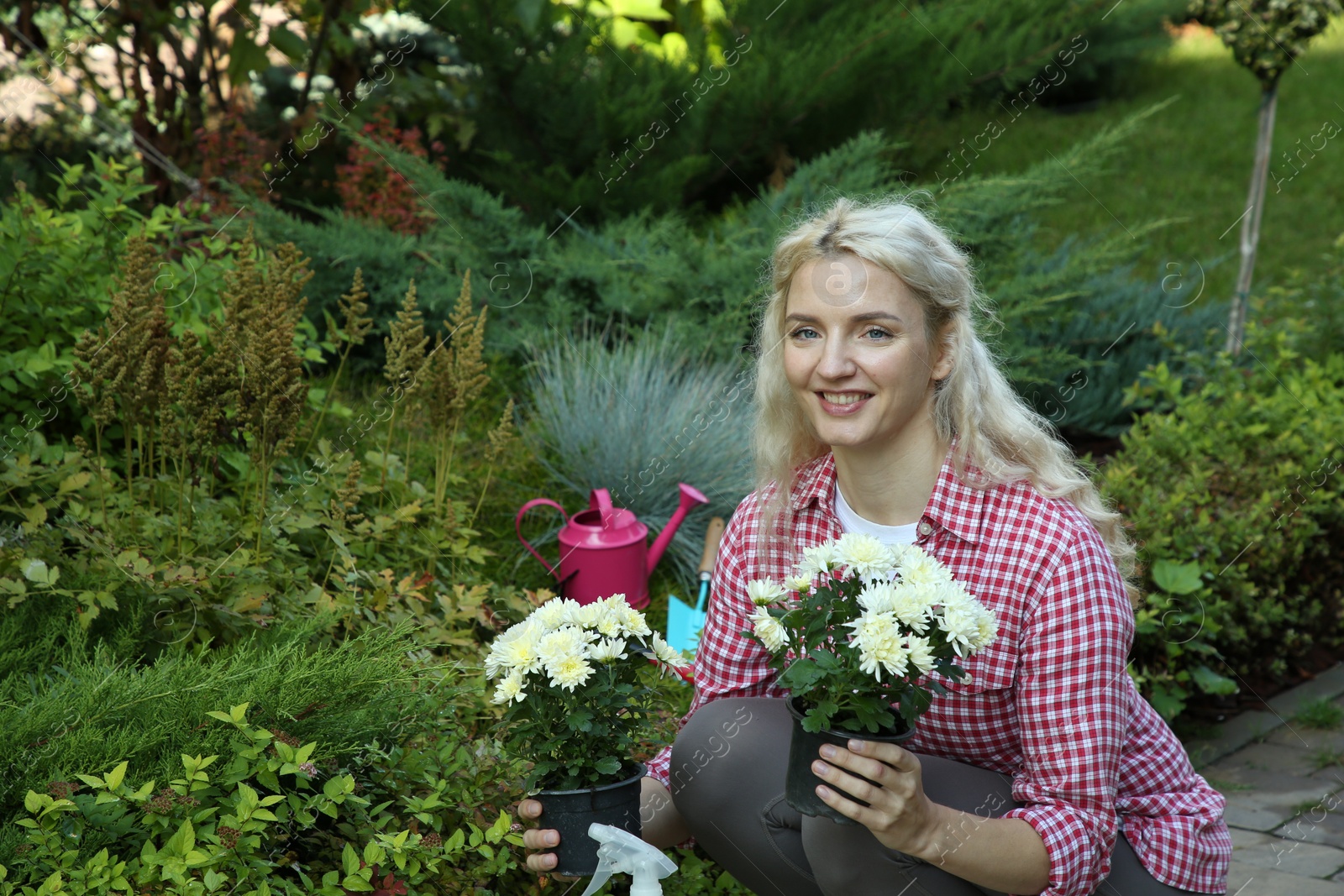 Photo of Transplanting. Woman with beautiful chrysanthemum flowers in garden, space for text