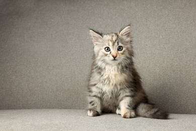 Photo of Cute fluffy kitten on grey sofa, space for text