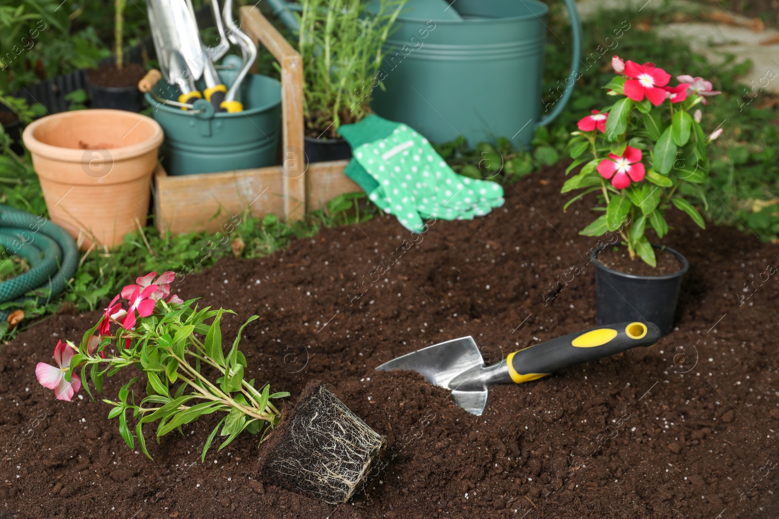 Photo of Beautiful pink vinca flowers and gardening tools on soil outdoors