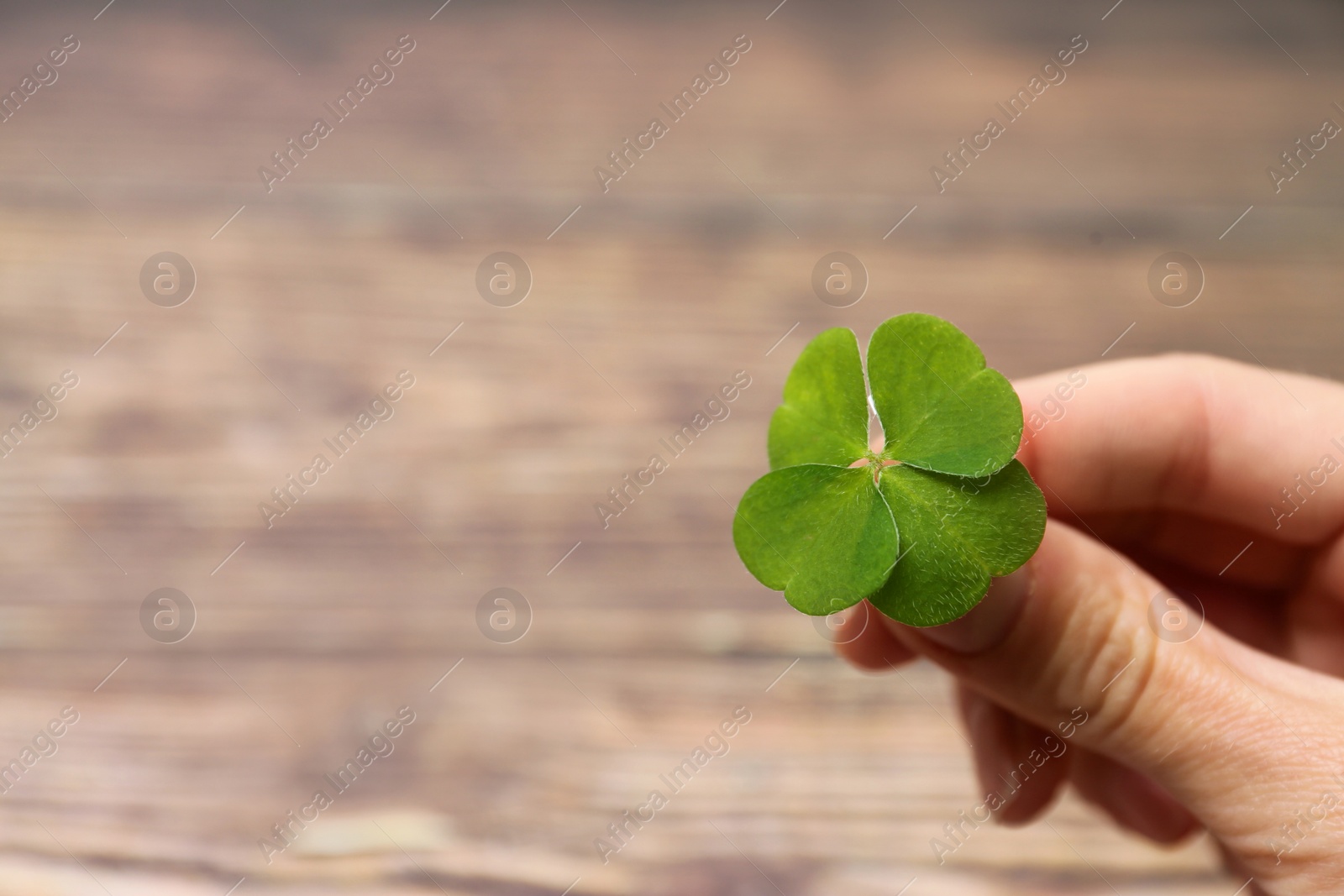 Photo of Woman holding green four leaf clover on wooden background, closeup. Space for text