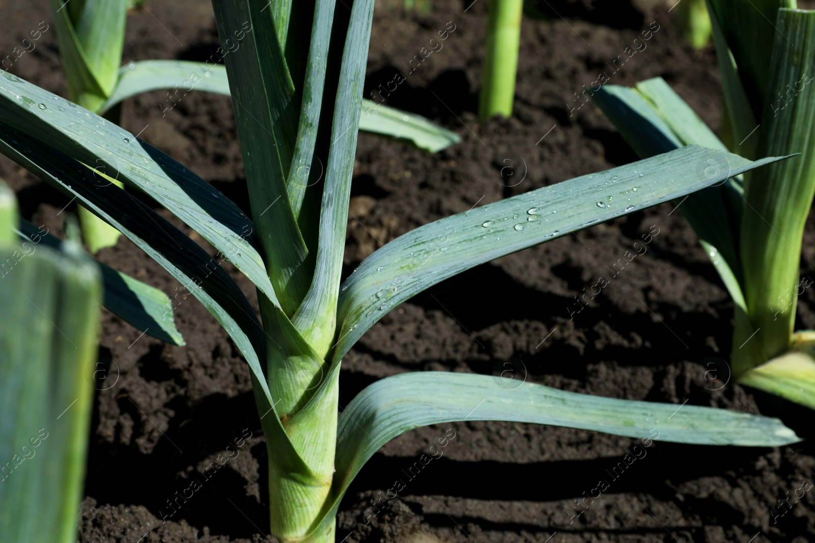 Photo of Fresh green leek growing in field on sunny day, closeup