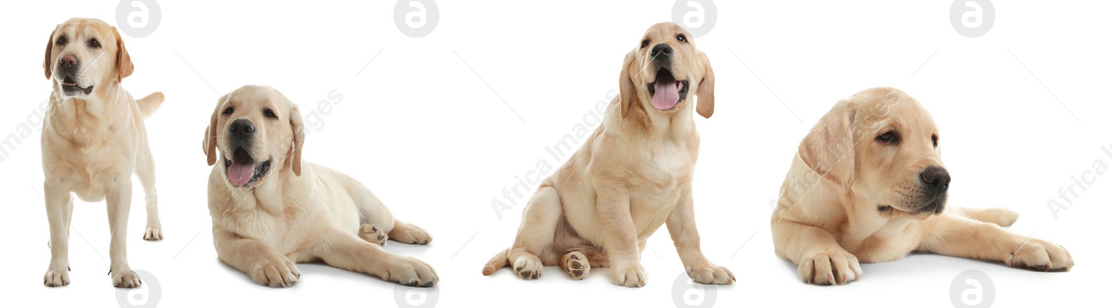 Image of Collage with photos of cute dog on white background. Banner design