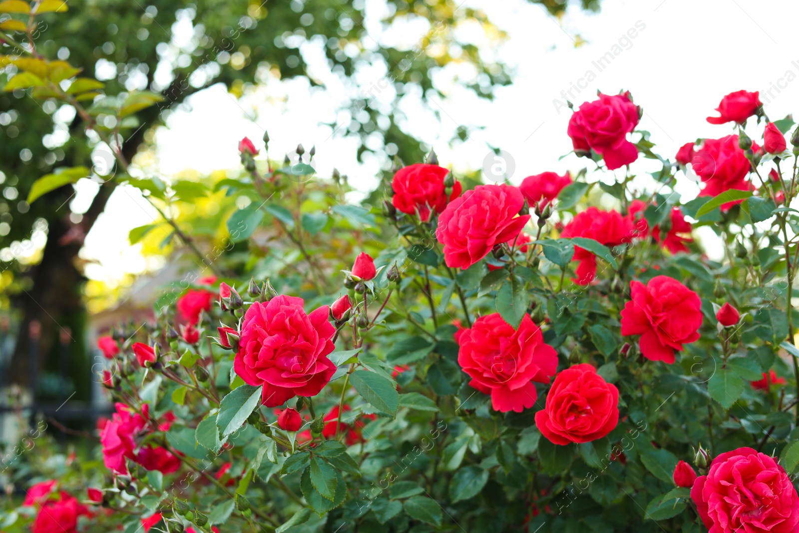 Photo of Beautiful blooming red rose bush in garden