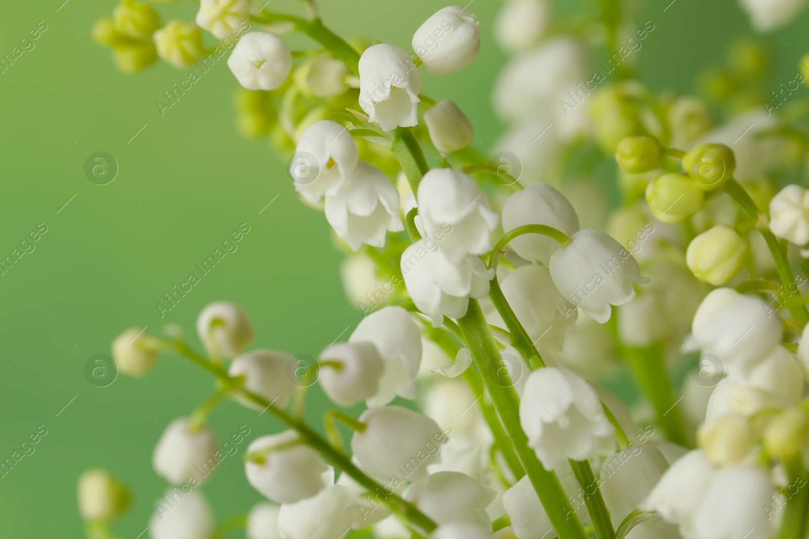 Photo of Beautiful lily of the valley flowers on green background, closeup