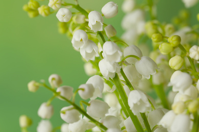 Photo of Beautiful lily of the valley flowers on green background, closeup